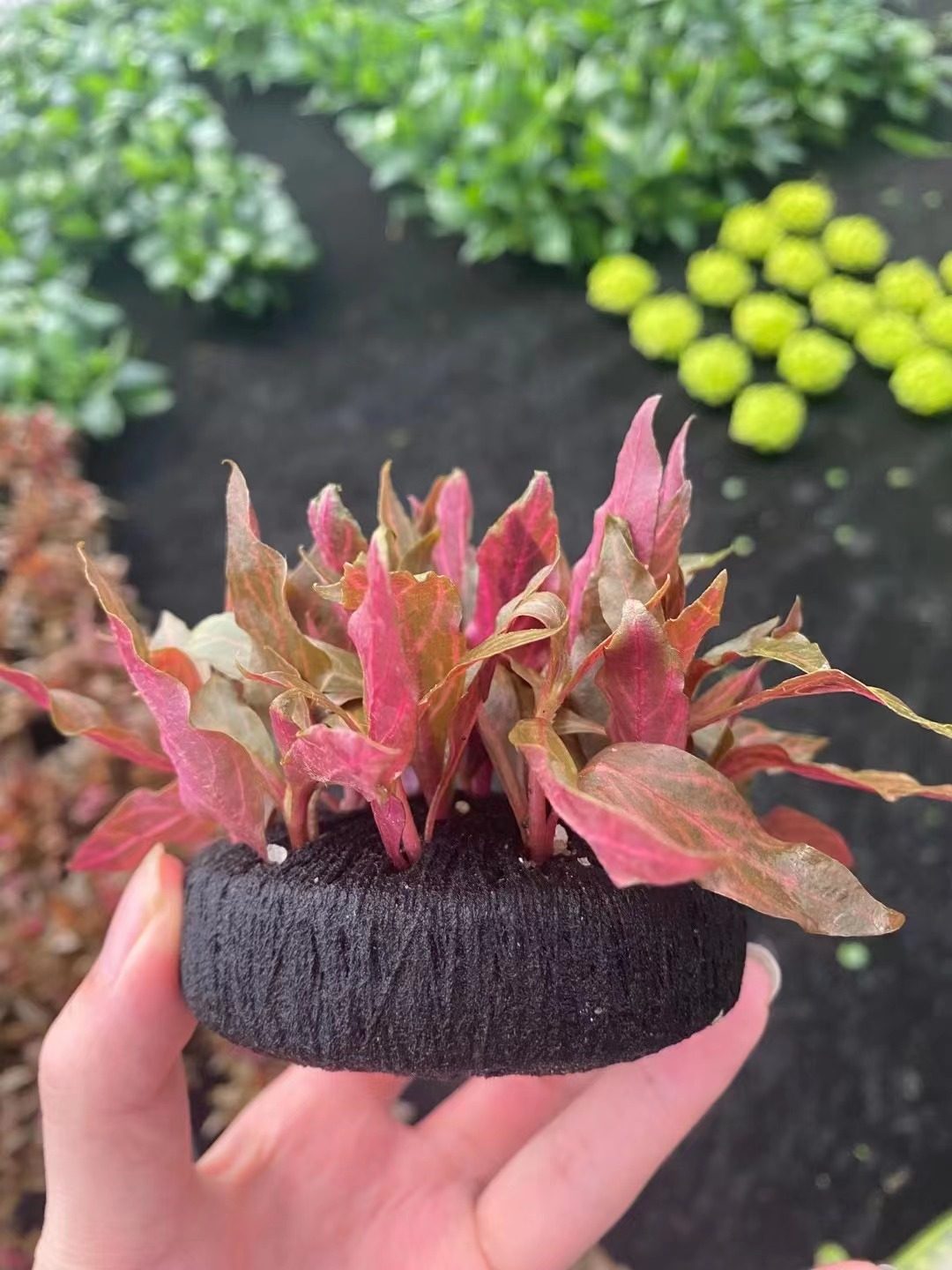 豹纹血心兰大坨草缸鱼缸造景水草场直发懒人水培增氧淡水水草植物