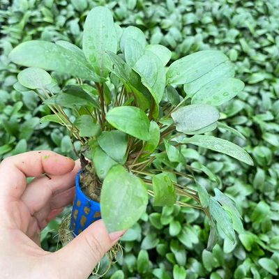绿壁虎椒草圆杯装水草缸鱼缸造景前中景水草增氧阴性淡水活体植物