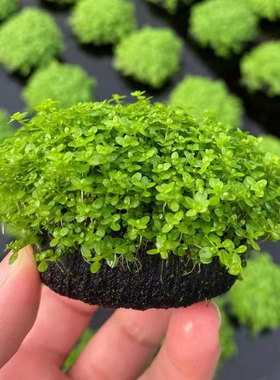 迷你矮珍珠小坨草鱼缸造景水草场直发懒人水培增氧淡水草活体植物