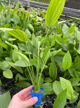 正宗ADA 阿根廷皇冠草鱼水陆雨林缸造景后景水草增氧阴性挺水植物