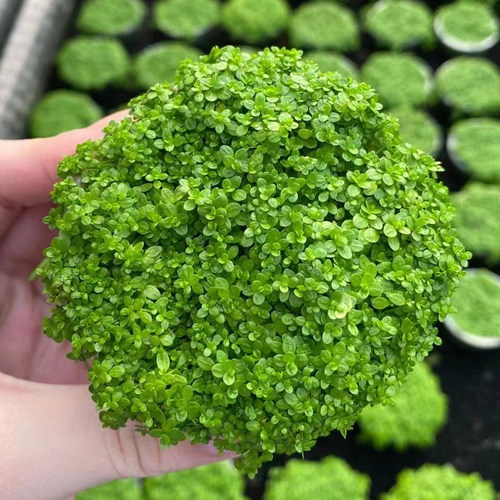 迷你矮珍珠果冻杯水草缸鱼缸造景前中景水草场直发增氧淡水活植物