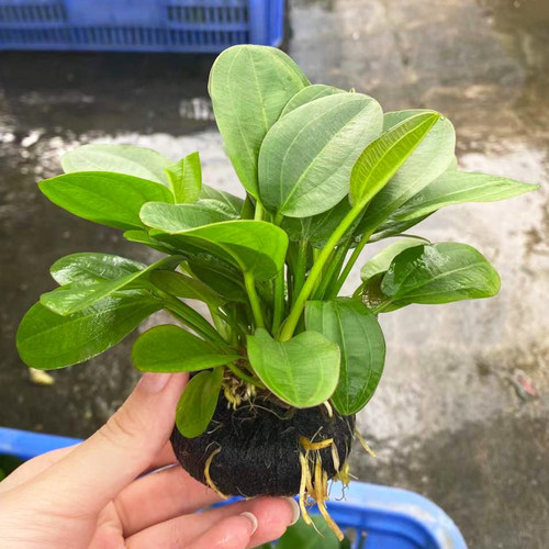 苹果象耳小坨草鱼缸草缸造景懒人带根水草增氧阴性活体皇冠类水草
