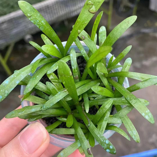 迷你小水兰果冻杯水草缸鱼缸造景前中景水草场直发增氧淡水活植物