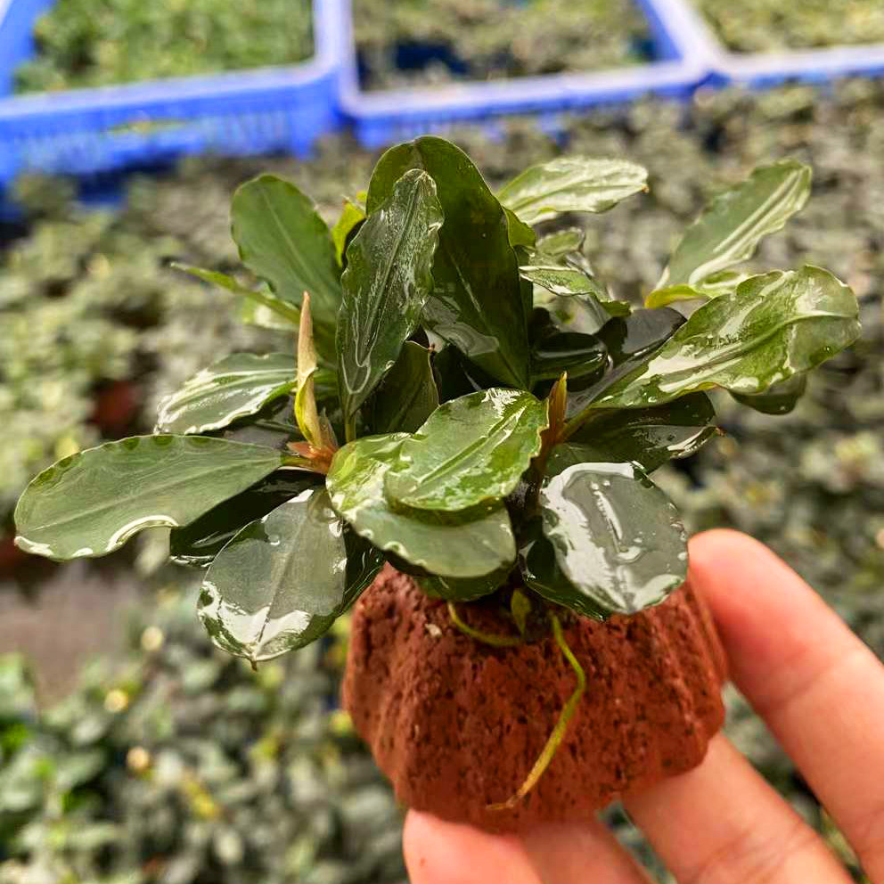宝塔型火山石粉色马拉威辣椒榕水草缸造景懒人增氧阴性淡活体水草