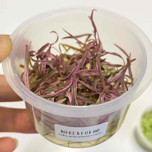 水下叶粉红针叶柳无菌杯鱼缸造景水草场直发水培增氧活体水草植物