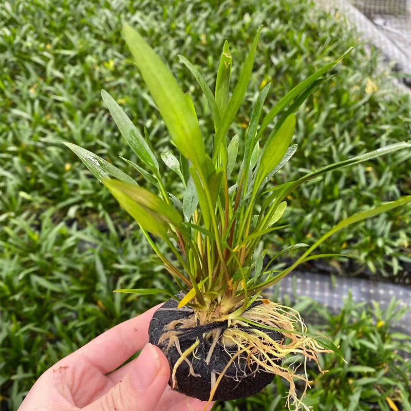 泰国青椒小坨草缸鱼缸造景水草场直发懒人水培增氧淡水草阴性植物