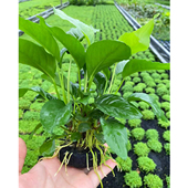 山涧榕小坨草鱼缸造景新手水榕类懒人增氧淡水草活体阴性易养植物