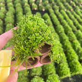 大三角莫斯三通管鱼草缸造景鱼虾躲避屋懒人增氧阴性淡水水草植物