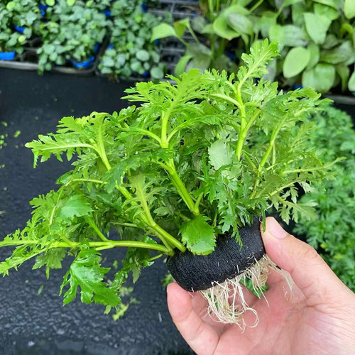 锯齿水罗兰大坨草鱼缸草缸造景懒人水培增氧中后景淡水草活体植物