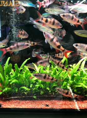 细叶铁皇冠7x19片装鱼草缸造景水草场直发懒人水培增氧阴性淡水草