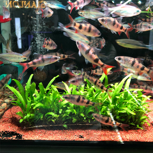 细叶铁皇冠7x19片装鱼草缸造景水草场直发懒人水培增氧阴性淡水草