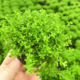 日本高珍珠小坨草缸鱼草缸造景日本珍珠草水培增氧淡水草懒人植物