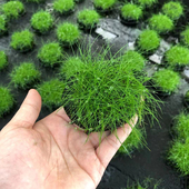 迷你牛毛大坨草鱼草缸造景前景水草场直发懒人水培增氧淡水草植物