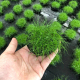 迷你牛毛大坨草鱼草缸造景前景水草场直发懒人水培增氧淡水草植物