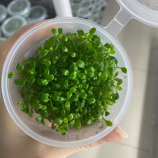 水下叶日本矮珍珠无菌杯鱼草缸造景水培增氧淡爬地矮水草活体植物