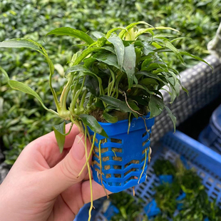 瓦里斯榕杯装水榕鱼缸草缸原生缸造景水培增氧阴性淡活体水草植物