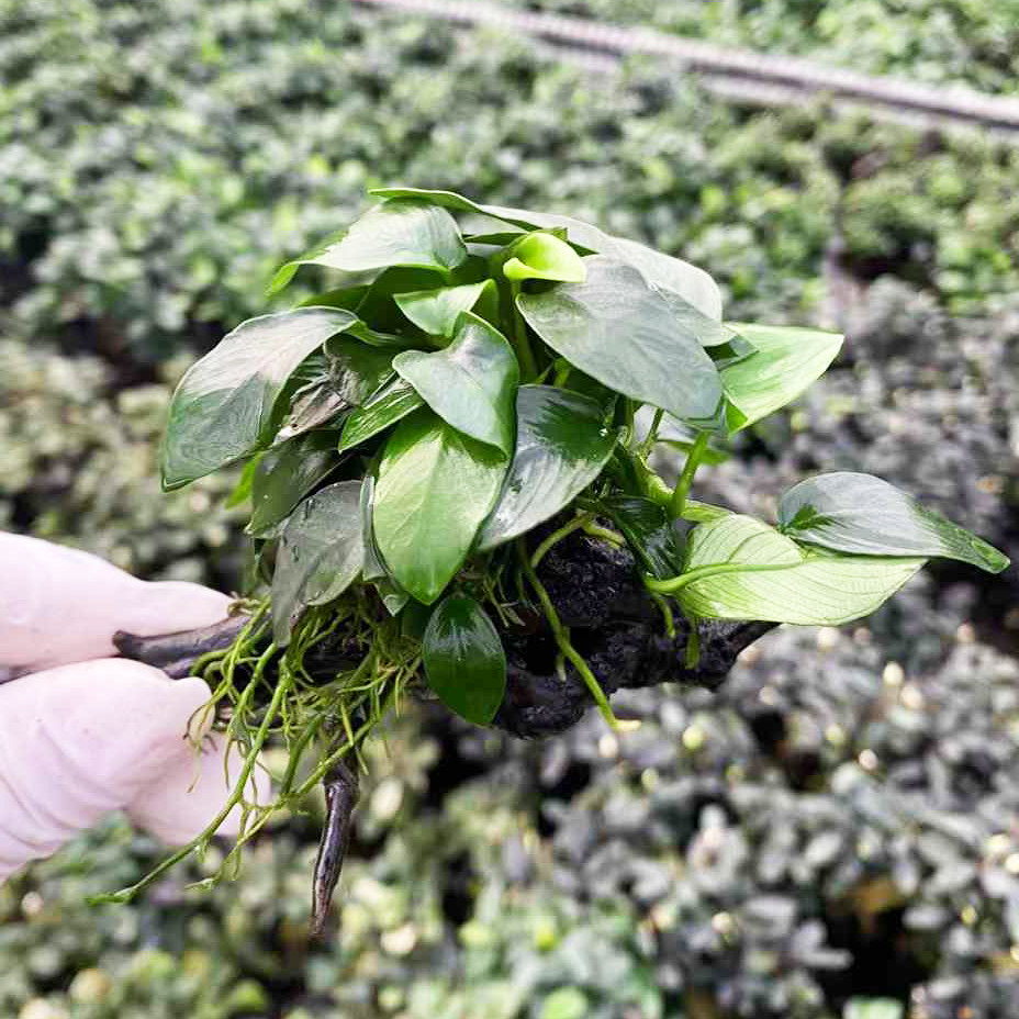单头小水榕杜鹃根沉木鱼草缸造景懒人水培增氧阴性淡水草活体植物