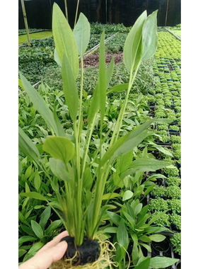 正宗ADA 阿根廷皇冠坨草水陆雨林缸造景后景水草增氧阴性挺水植物