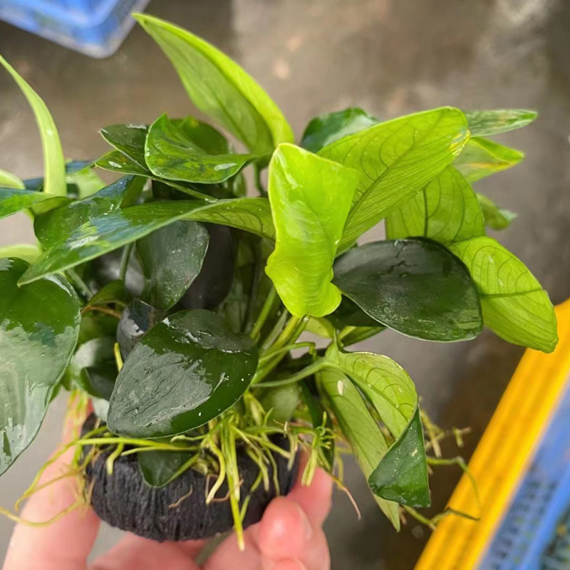 国王榕小坨草鱼缸造景水草场直发懒人水培增氧淡水草活体阴性植物
