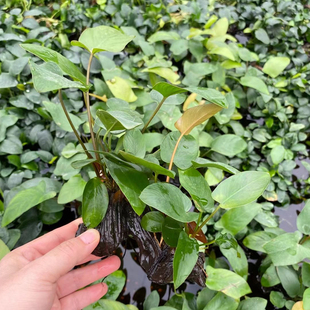 双头小燕尾榕树脂沉木鱼草缸造景懒人水培增氧阴性淡水草活体植物