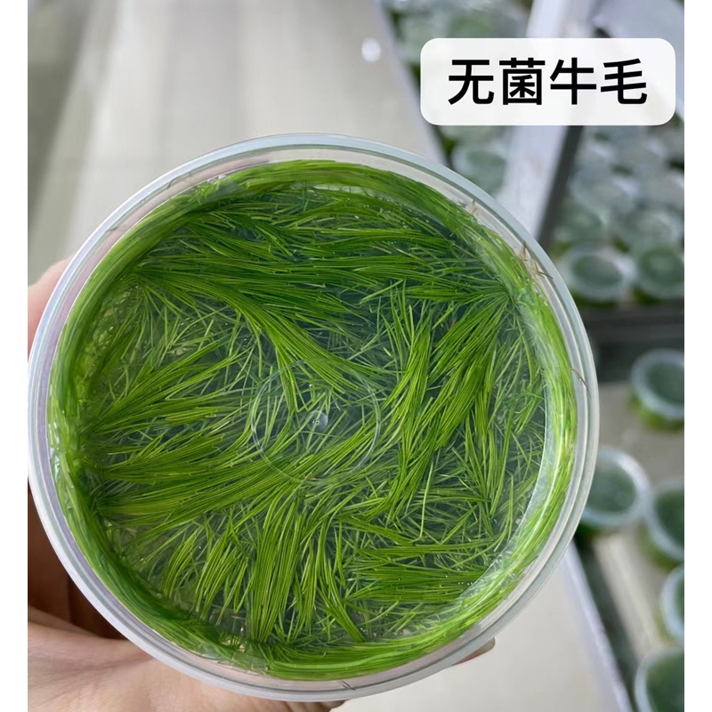 迷你牛毛草无菌杯鱼缸造景前景草坪水草场直发水培增氧淡水草植物