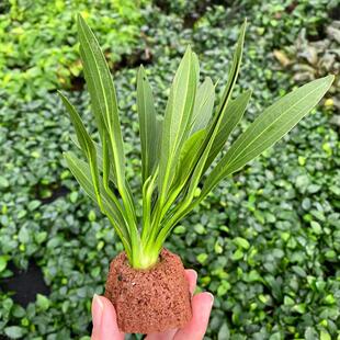 宝塔型火山石绿九冠水草缸鱼缸造景懒人活体新手增氧阴性水草植物