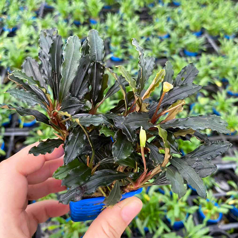 大叶精灵辣椒榕杯装水榕水草缸鱼缸造景水培阴性淡水活体水草植物