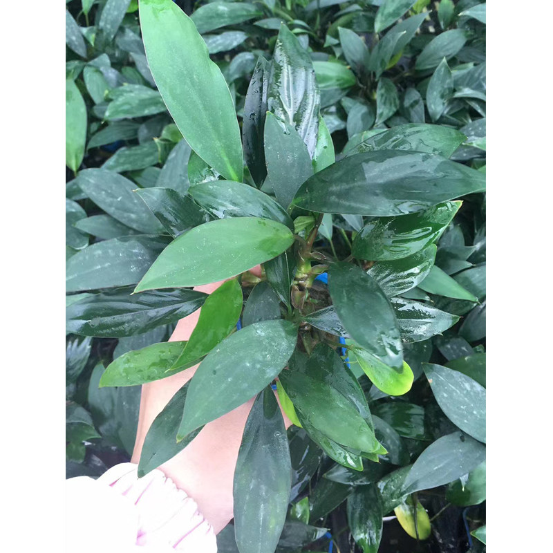 泰国尖叶榕杯装鱼缸草缸原生缸造景水培增氧阴性淡水活体水草植物