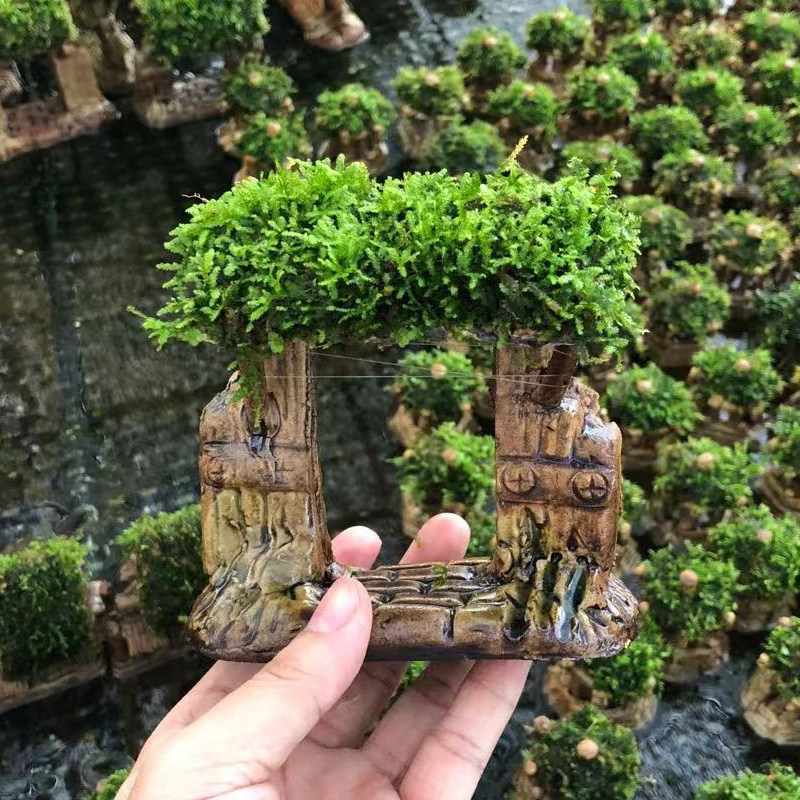 大三角莫斯门草栏鱼缸造景装饰鱼虾躲避屋懒人增氧阴性淡水草植物,宠物/宠物食品及用品,水草,淘宝优惠券,粉丝福利购,淘宝优惠卷