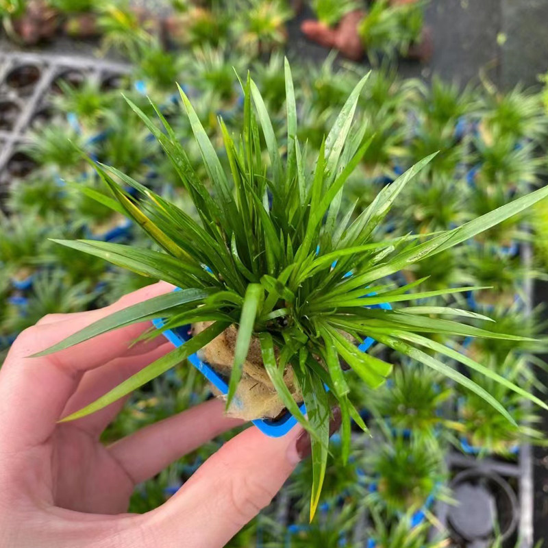 金钱菖蒲杯草缸鱼缸水陆雨林缸造景前中景水草增氧阴性挺水活植物
