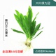 大叶绿九冠水下叶鱼缸造景水培增氧活体阴性带根淡水新手水草植物