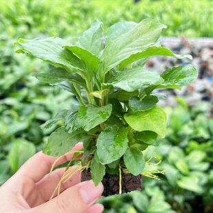 火山石山涧榕鱼缸造景懒人活体新手易养水草增氧阴性淡水榕类水草