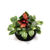 红绿网纹混合小坨水陆缸微景观造景水草场直发水上叶装 饰点缀植物