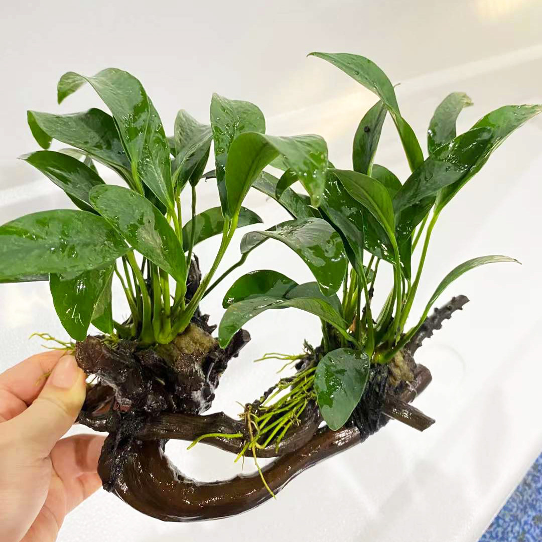 双头丹麦榕杜鹃根沉木鱼草缸造景懒人水培增氧阴性淡水草活体植物