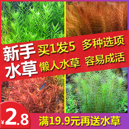 鱼缸水族箱水草造景绿菊懒人阴性