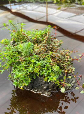 青龙石混合水草鱼草缸造景矮珍珠绿宫廷牛顿懒人增氧 阴性ada水草