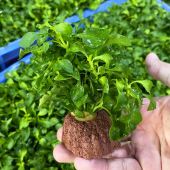 宝塔型火山石黄金波水草缸鱼缸造景懒人活体新手增氧阴性水草植物