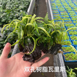 双头瓦里斯榕树脂沉木鱼草缸造景懒人水培增氧阴性淡水草活体植物