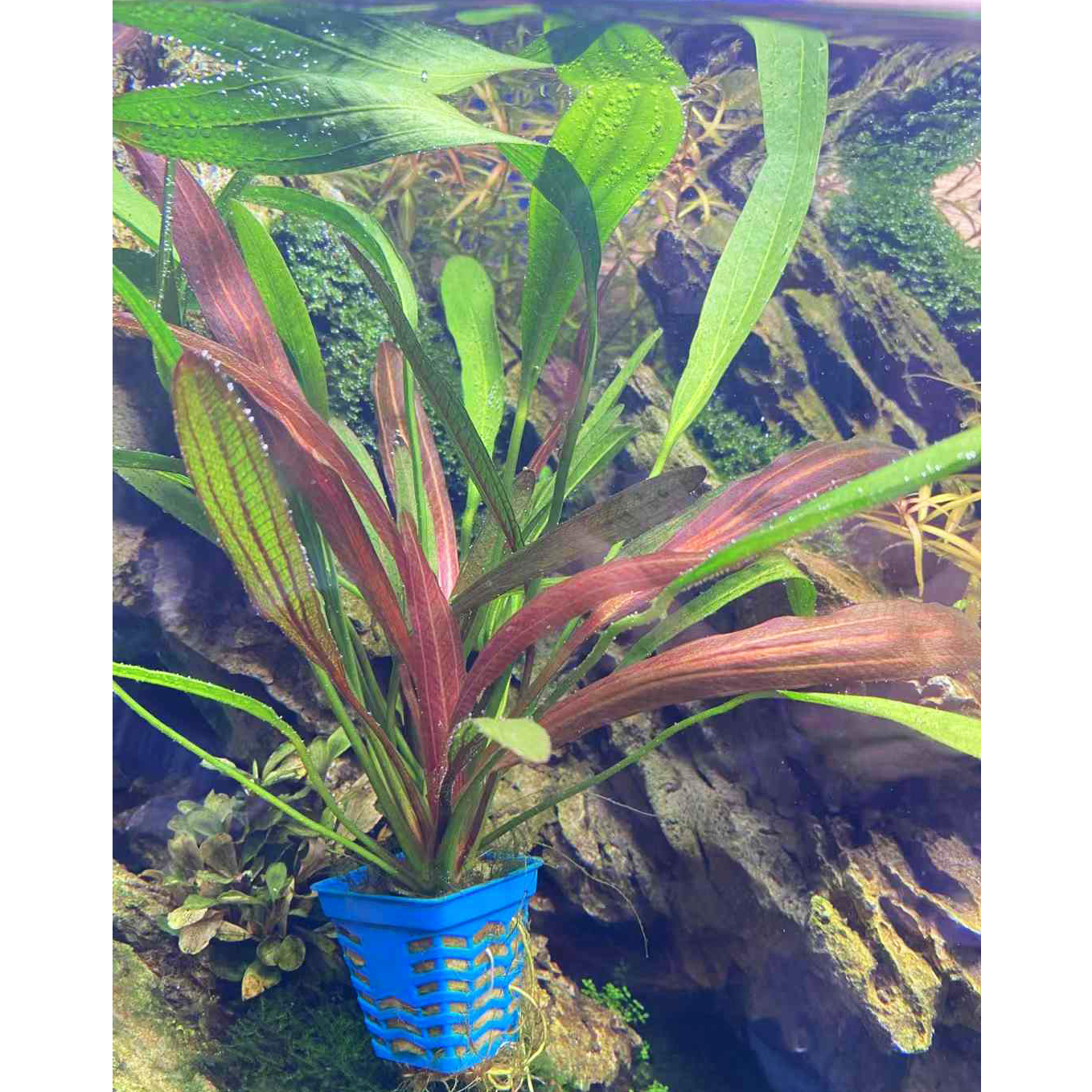 红玫瑰皇冠小蓝杯水草缸鱼缸造景前中景水草场直发增氧淡水活植物