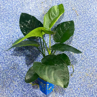 大叶榕水榕杯装水草鱼缸草缸原生缸造景增氧阴性淡水活体水草植物