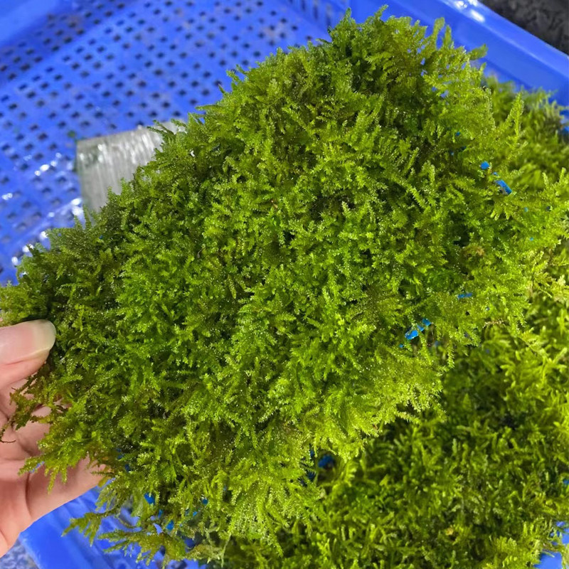 大三角莫斯盒鱼缸草缸粘沉木石头造景水草场直发水培增氧阴性水草图片