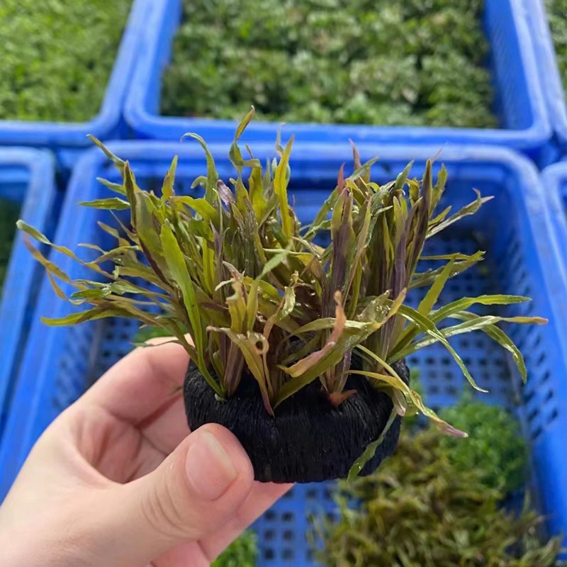 紫百叶小坨草缸鱼缸造景水草场直发懒人水培增氧淡水水草阴性植物