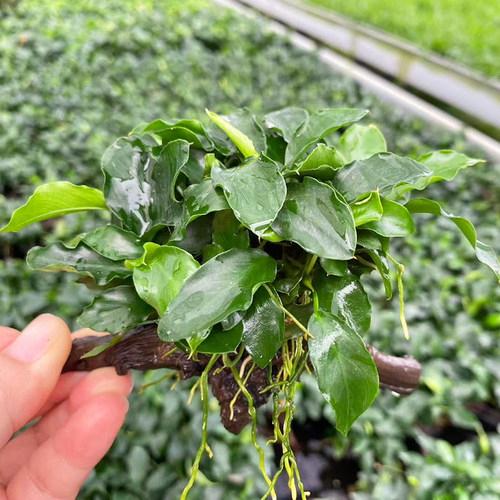 单头树枝木APC迷你榕水草缸鱼缸造景懒人水培增氧阴性淡活体植物