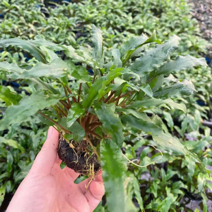 红亚比椒草小坨草缸鱼缸造景水草场直发懒人水培增氧阴性淡水水草