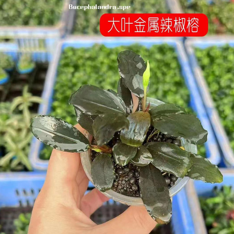 大叶金属蓝辣椒榕果冻杯鱼草缸造景水培增氧阴性淡水活体水草植物