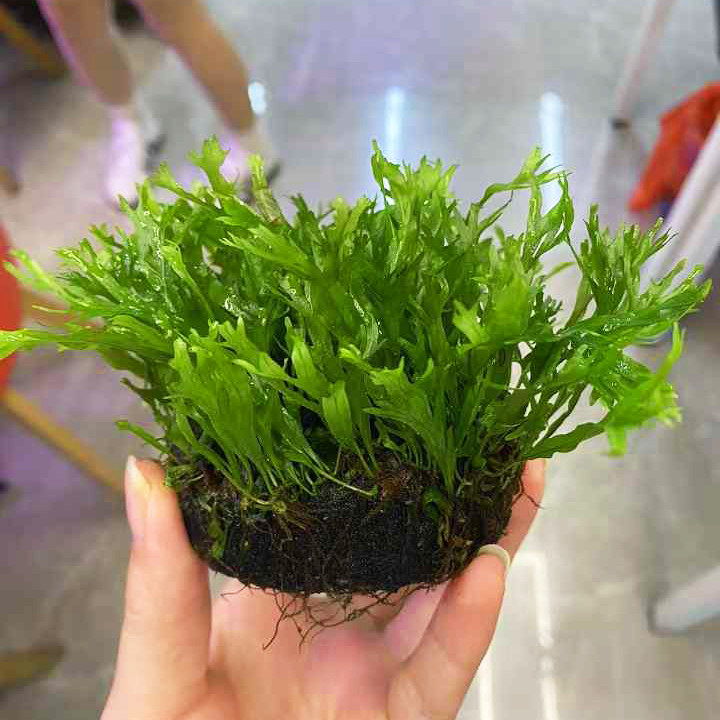 鹿角铁皇冠大坨草鱼缸原生造景懒人水培增氧淡水水草阴性活体植物