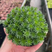 南美小百叶大坨草缸造景水草场直发懒人水培增氧中后景淡水草植物