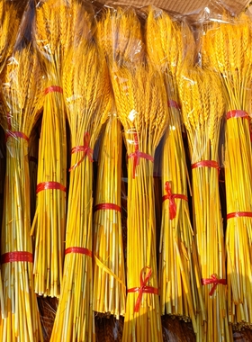 开业大麦天然黄金麦穗干花花束客厅田园装饰摆件插花1万支装整箱