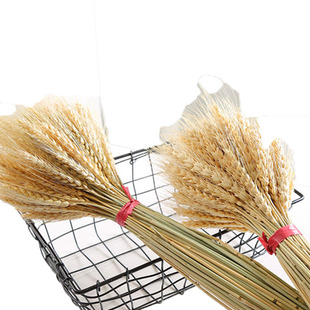 天然麦穗干花花束开业大麦田园装饰礼品拍摄道具干花真花麦子