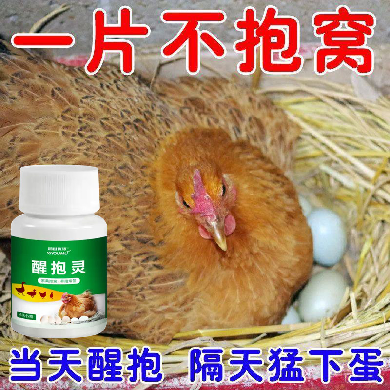 母鸡抱窝醒速效醒抱灵不让母鸡孵化扒窝抱窝灵番鸭醒窝饲料添加剂